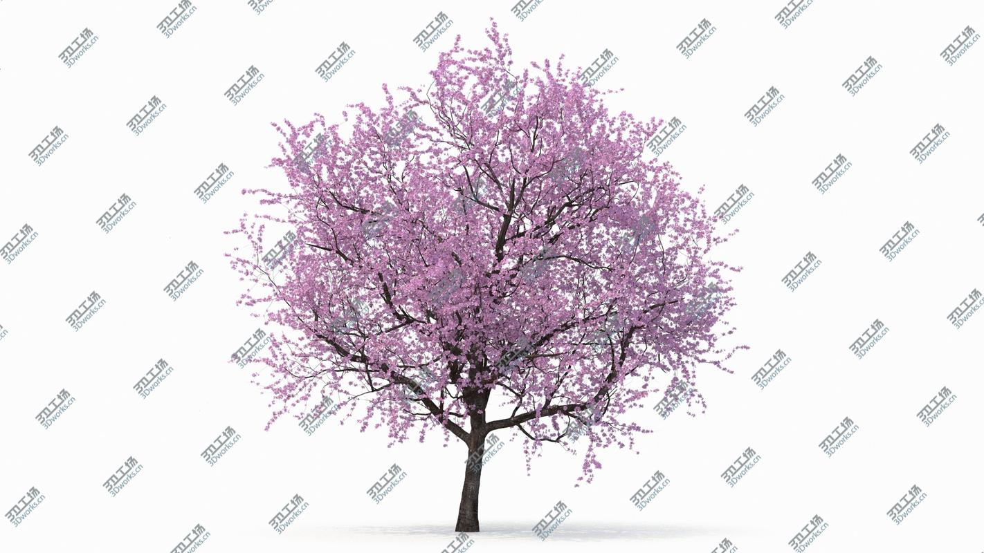 images/goods_img/2021040161/3D model Flowering Cherry Tree/2.jpg